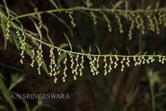 Artemisia nilagirica